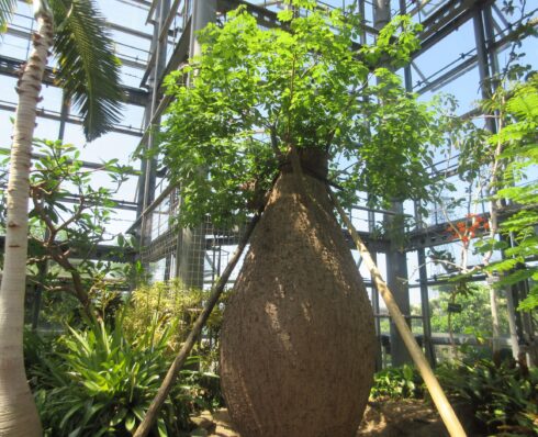咲くやこの花館 大阪修学旅行ログ